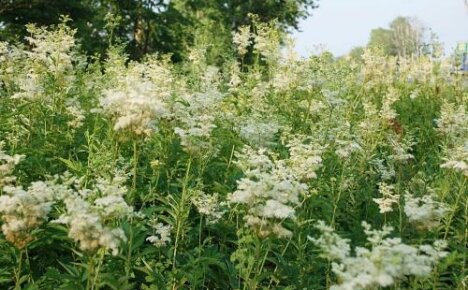 Tam, gdzie rośnie meadowsweet - szukamy pięknego i leczniczego zioła