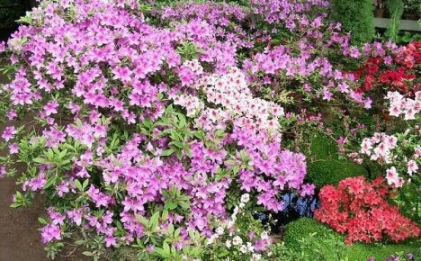 Hvordan dyrke hage azalea eller hvordan å plante og ta vare på utendørs rododendron