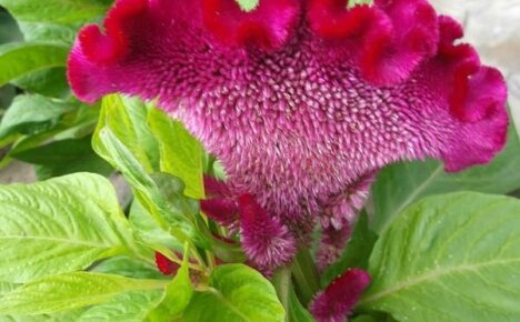 Celosia er en lys representant for upretensiøse årlige blomster som blomstrer til høsten