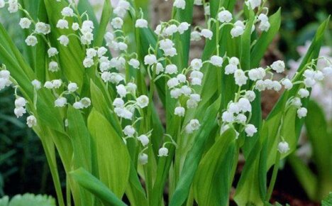 Delikat vårblomst - liljekonvall