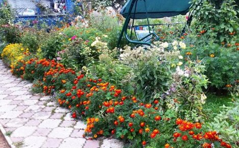 Å plante og ta vare på fantastiske ringblomster i det åpne feltet ligger i alles kraft