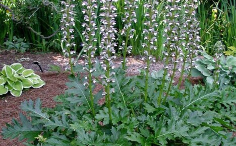 ปลูก Acanthus สำหรับสวนด้านหน้าของราชวงศ์