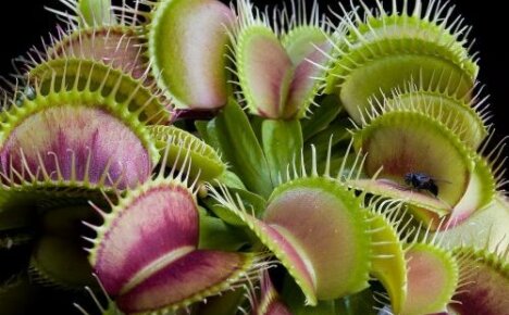 Hvor vokser Venus flytrap - et rovdyr blant planter