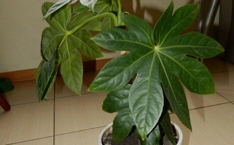 ความแตกต่างหลักและรายละเอียดปลีกย่อยของการดูแล Fatsia ที่บ้าน