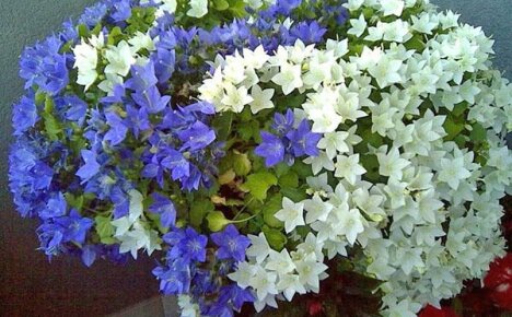 การดูแล Campanula ที่บ้าน: กฎการเจริญเติบโตการสืบพันธุ์โรค