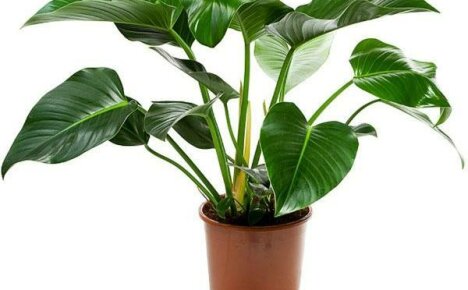 Philodendron: plantepleie etter kjøp