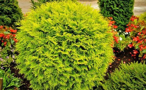 การเลือกสถานที่ในการออกแบบภูมิทัศน์สำหรับ Thuja Golden Glob