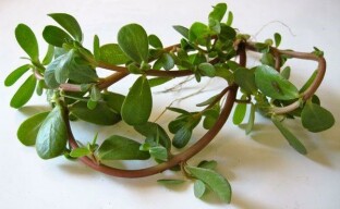 Purslane - คุณสมบัติทางยาของวัชพืชที่รักษา