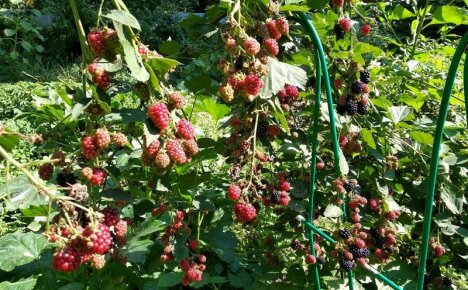 Ezhemalina - sadzenie i pielęgnacja bezpretensjonalnej hybrydy w regionie moskiewskim