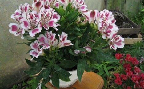 Voksende alstroemeria hjemme: planting, reproduksjon, vanning