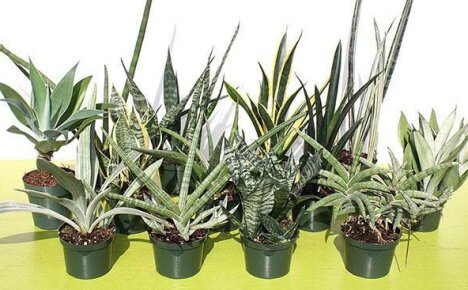 Sansevieria พันธุ์อะไรที่ปลูกที่บ้าน