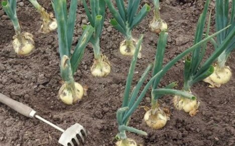 Forgjengere og naboer av løk når de plantes