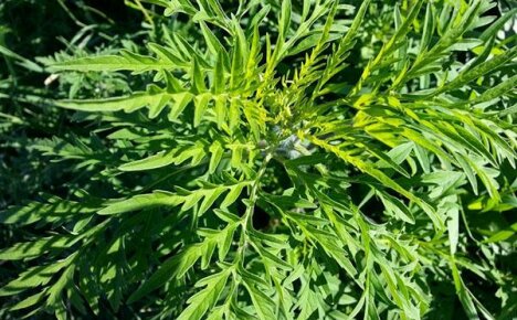 Tips for allergikere: hva du skal gjøre når ragweed blomstrer