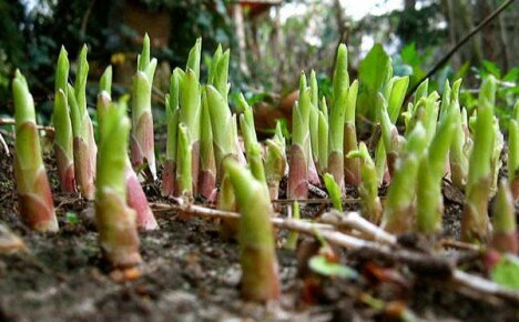 Hosta ในฤดูใบไม้ผลิ: งานสุขาภิบาล