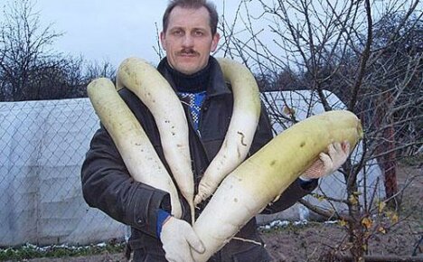 Vše, co potřebujete vědět o ředkvi Daikon