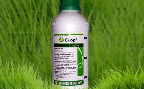 Fungicide Skor: คำแนะนำสำหรับการใช้งานสำหรับพืชประเภทต่างๆ