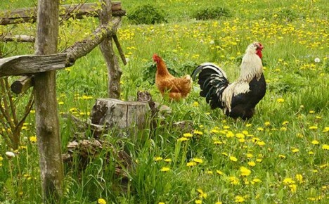 Červnové starosti na farmě