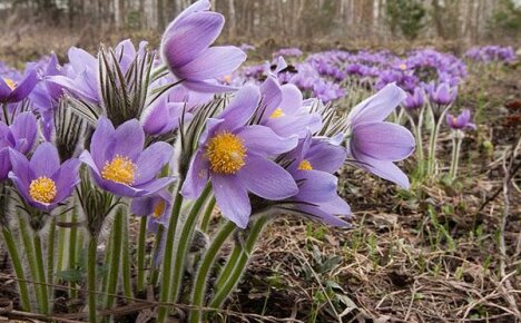 Velge de beste typer lumbago for et blomsterbed