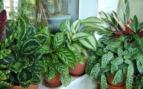 Calathea trenger spesiell pleie hjemme