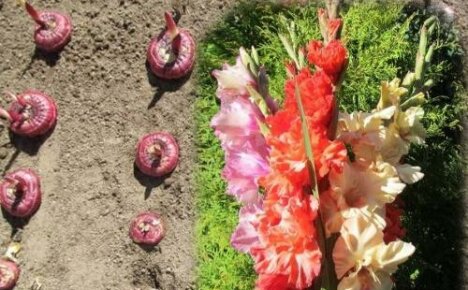 Datoer for planting av gladioler i åpen mark og for frøplanter