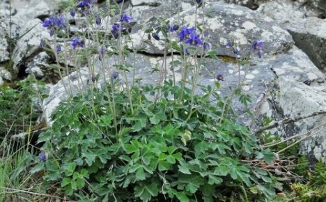 Przeszczep Aquilegia - zalecenia doświadczonych ogrodników