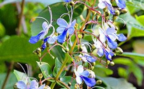 Blomsterprodusentens oppmerksomhet tiltrekkes av blå møll på det grønne i ugandisk clerodendrum