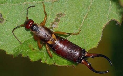 เพื่อนบ้านที่ไม่พึงประสงค์: วิธีจัดการกับ earwigs ในสวนและที่บ้าน