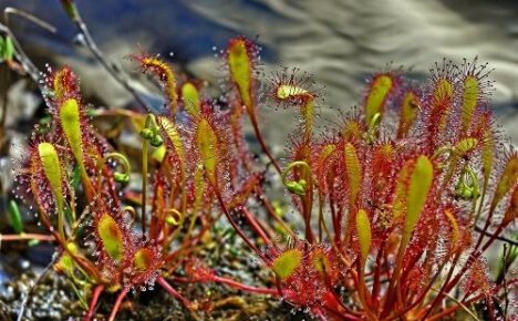 Hvor solskinnet bor: bli kjent med rovplanter