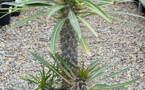 สัมผัสความแปลกใหม่ในบ้านของคุณ - กระบองเพชร pachypodium ที่ไม่โอ้อวดพร้อมใบไม้