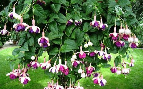 Riktig voksende fuchsia i hagen og omsorg for en eksotisk blomst