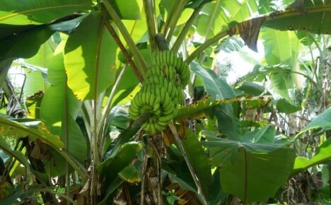 Hvordan bananer vokser - trekk ved vekst og frukting av utenlandske frukter