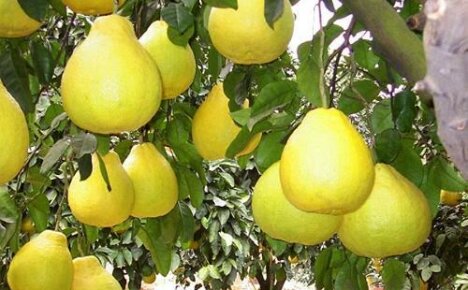 Pomelo je tajemný citrus v naší oblasti: jak vypadá a jak roste