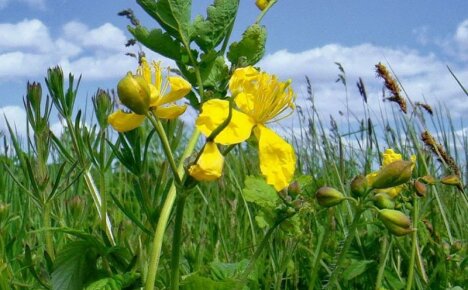 Den majestetiske planten celandine og dens gunstige egenskaper for kroppen