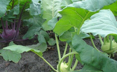 การปลูกและดูแล kohlrabi ในกระท่อมฤดูร้อนเป็นธุรกิจที่ลำบาก แต่น่าอยู่