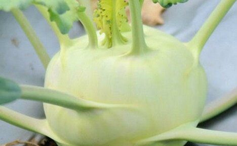 สรรพคุณของ kohlrabi ที่ใช้ในการปรุงอาหารและยาแผนโบราณมีประโยชน์อย่างไร