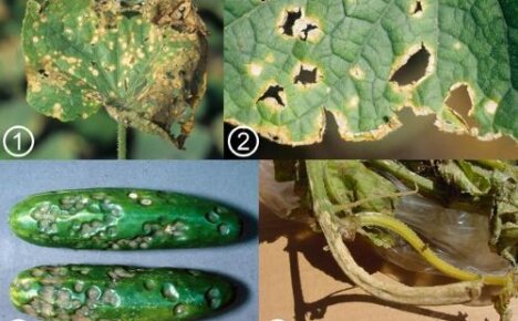 Agurk antraknose - hvordan å gjenkjenne og hvordan å behandle