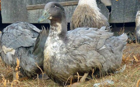 Duck Favorit spaceruje po dziedzińcu