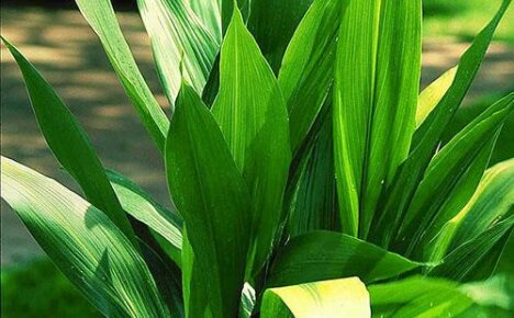 Uprawa aspidistra w ogrodzie