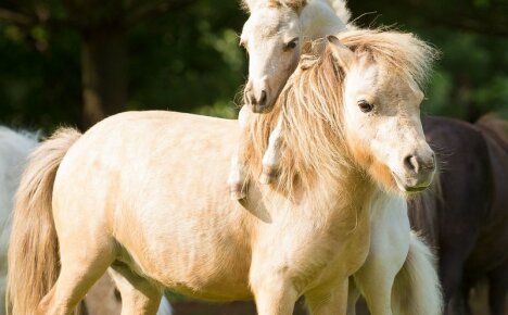 Spolehlivý společník lidského koně Falabella