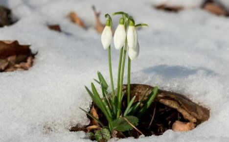 Når snøklokker blomstrer - de aller første vårblomstene