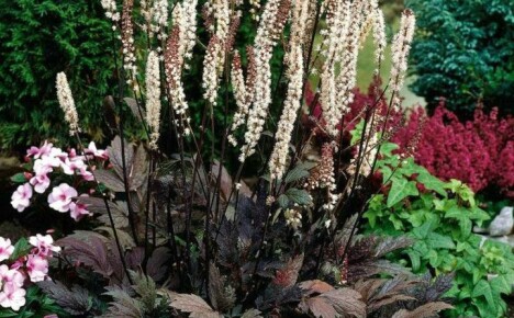 Majestic Black Cohosh: Sadzenie i pielęgnacja na zewnątrz, techniki i metody hodowli