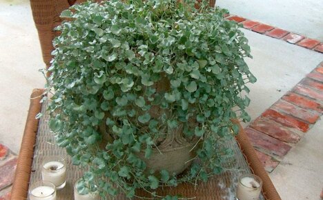 Dichondra Ampelous สำหรับสไลด์อัลไพน์เตียงดอกไม้และกระถางแขวน