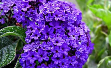 Berusende heliotrope med sin duft: planting, vekst og omsorg