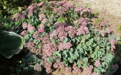 Evers sedum je nenáročná plíživá rostlina pro vaši zahradu