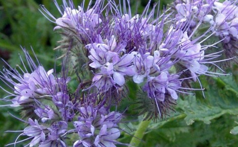 Jak pěstovat phacelia v zemi jako hnojivo