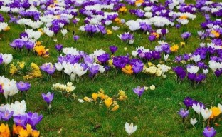 การปลูก crocuses: วิธีสร้างพรมพริมโรสในสวน