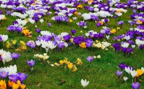 การปลูก crocuses: วิธีสร้างพรมพริมโรสในสวน