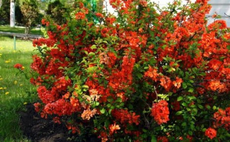 Fantastiske chaenomeles - japansk kvede, plante og ta vare på dekorative spiselige busker