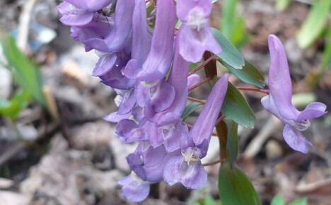 Jaké jsou léčivé vlastnosti skromné ​​jarní prvosenky corydalis