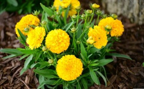 Coreopsis Golden Ball - nenáročná trvalka pro líného zahradníka